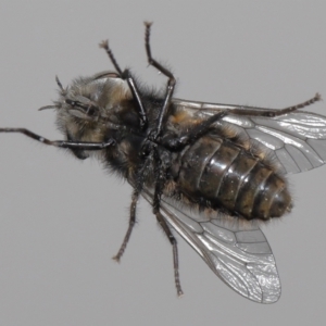 Tabanidae (family) at Evatt, ACT - 28 Sep 2021