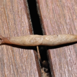 Deroceras reticulatum at Evatt, ACT - 1 Oct 2021 08:39 AM