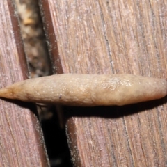 Deroceras reticulatum at Evatt, ACT - 1 Oct 2021