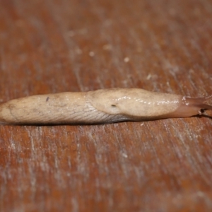 Hypogastrura sp. (genus) at Evatt, ACT - 1 Oct 2021