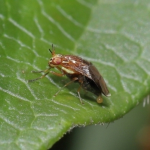 Steganopsis melanogaster at Evatt, ACT - 1 Oct 2021