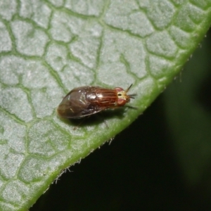 Steganopsis melanogaster at Evatt, ACT - 1 Oct 2021