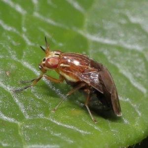 Steganopsis melanogaster at Evatt, ACT - 1 Oct 2021