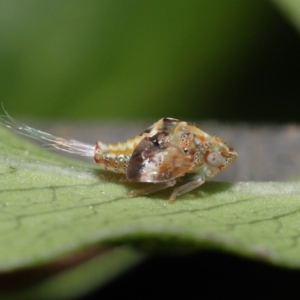 Siphanta sp. (genus) at Evatt, ACT - 2 Oct 2021