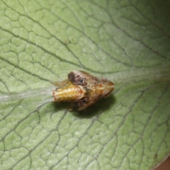 Siphanta sp. (genus) at Evatt, ACT - 2 Oct 2021