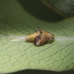 Siphanta sp. (genus) at Evatt, ACT - 2 Oct 2021