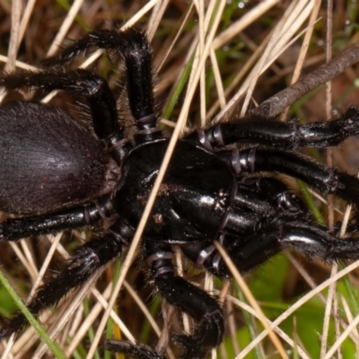 Atrax yorkmainorum (Funnel-web spider) at Mount Clear, ACT - 2 Oct 2021 by rawshorty