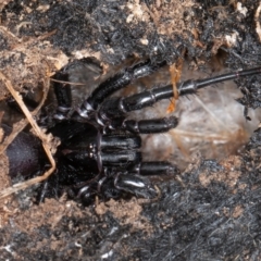 Atrax yorkmainorum at Mount Clear, ACT - 3 Oct 2021