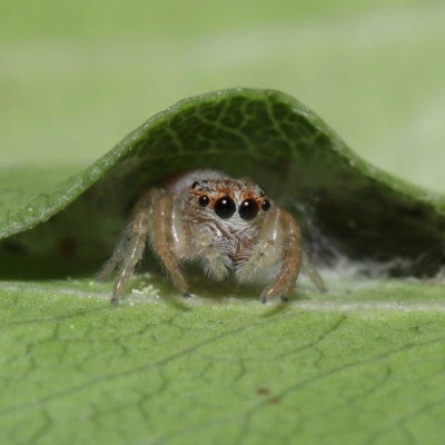 Opisthoncus sp. (genus) (Unidentified Opisthoncus jumping spider) at Evatt, ACT - 3 Oct 2021 by TimL