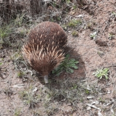 Tachyglossus aculeatus (Short-beaked Echidna) at Gordon, ACT - 2 Oct 2021 by MB