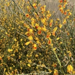 Cytisus scoparius subsp. scoparius (Scotch Broom, Broom, English Broom) at Downer, ACT - 3 Oct 2021 by JaneR