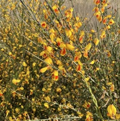 Cytisus scoparius subsp. scoparius (Scotch Broom, Broom, English Broom) at Downer, ACT - 3 Oct 2021 by JaneR