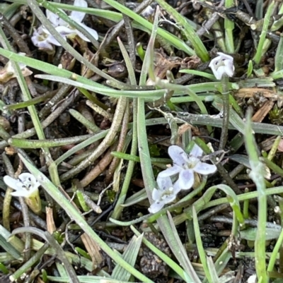 Limosella australis (Austral Mudwort) at Canberra Central, ACT - 3 Oct 2021 by JaneR