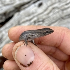 Pseudemoia entrecasteauxii (Woodland Tussock-skink) at Mount Clear, ACT - 3 Oct 2021 by AndrewCB