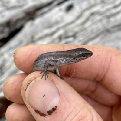 Pseudemoia entrecasteauxii (Woodland Tussock-skink) at Mount Clear, ACT - 3 Oct 2021 by AndrewCB