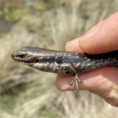 Pseudemoia entrecasteauxii (Woodland Tussock-skink) at Mount Clear, ACT - 3 Oct 2021 by AndrewCB