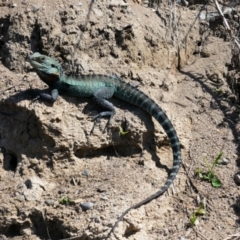 Intellagama lesueurii howittii (Gippsland Water Dragon) at Central Molonglo - 25 Sep 2021 by MB