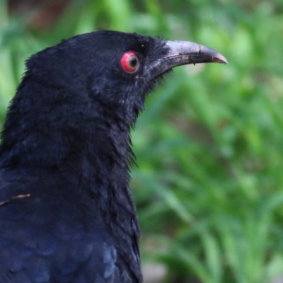 Corcorax melanorhamphos (White-winged Chough) at Splitters Creek, NSW - 3 Oct 2021 by Kyliegw