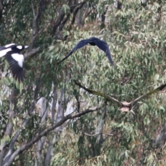 Haliastur sphenurus (Whistling Kite) at Splitters Creek, NSW - 2 Oct 2021 by Kyliegw