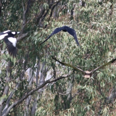 Haliastur sphenurus (Whistling Kite) at Splitters Creek, NSW - 2 Oct 2021 by Kyliegw