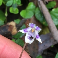 Viola hederacea (Ivy-leaved Violet) at Paddys River, ACT - 2 Oct 2021 by Ned_Johnston