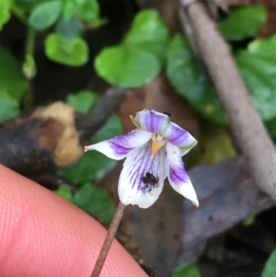 Viola hederacea (Ivy-leaved Violet) at Paddys River, ACT - 3 Oct 2021 by NedJohnston