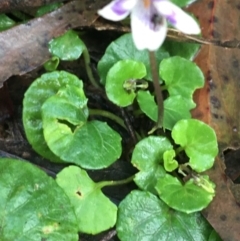 Viola hederacea at Paddys River, ACT - 3 Oct 2021