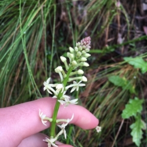 Stackhousia monogyna at Paddys River, ACT - 3 Oct 2021