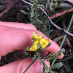 Hibbertia obtusifolia (Grey Guinea-flower) at Paddys River, ACT - 2 Oct 2021 by Ned_Johnston