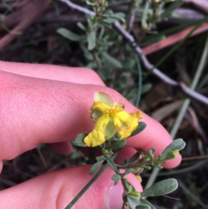 Hibbertia obtusifolia at Paddys River, ACT - 3 Oct 2021 10:05 AM