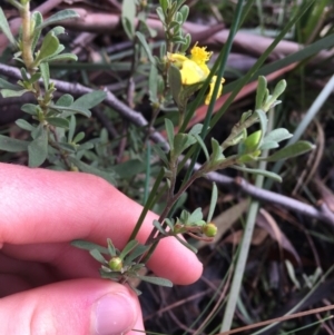 Hibbertia obtusifolia at Paddys River, ACT - 3 Oct 2021