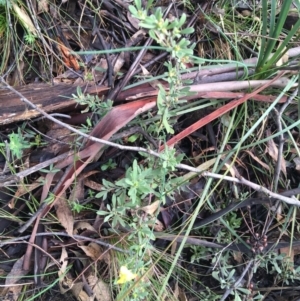 Hibbertia obtusifolia at Paddys River, ACT - 3 Oct 2021