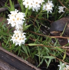 Leucopogon virgatus (Common Beard-heath) at Paddys River, ACT - 3 Oct 2021 by NedJohnston