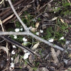 Leucopogon virgatus at Paddys River, ACT - 3 Oct 2021