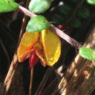 Bossiaea buxifolia (Matted Bossiaea) at Tidbinbilla Nature Reserve - 2 Oct 2021 by Ned_Johnston