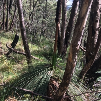 Xanthorrhoea glauca subsp. angustifolia (Grey Grass-tree) at Tidbinbilla Nature Reserve - 2 Oct 2021 by Ned_Johnston