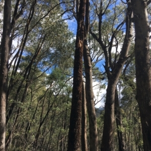 Xanthorrhoea glauca subsp. angustifolia at Paddys River, ACT - 3 Oct 2021