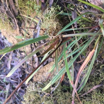 Stylidium armeria subsp. armeria (Trigger Plant) at Paddys River, ACT - 2 Oct 2021 by Ned_Johnston