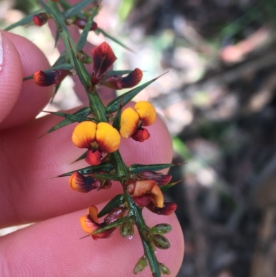 Daviesia ulicifolia (Gorse Bitter-pea) at Tidbinbilla Nature Reserve - 2 Oct 2021 by Ned_Johnston