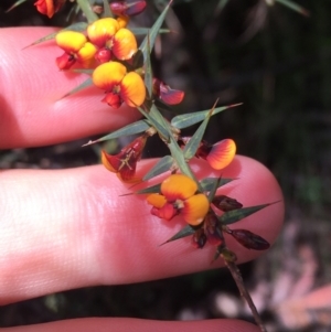 Daviesia ulicifolia at Paddys River, ACT - 3 Oct 2021