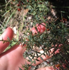 Daviesia ulicifolia at Paddys River, ACT - 3 Oct 2021 10:50 AM