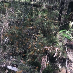 Daviesia ulicifolia at Paddys River, ACT - 3 Oct 2021 10:50 AM