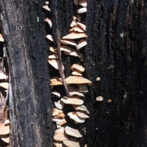 Panellus pusillus at Paddys River, ACT - 3 Oct 2021