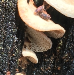 Panellus pusillus at Paddys River, ACT - 3 Oct 2021