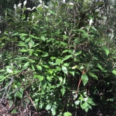 Olearia argophylla (Native Musk) at Paddys River, ACT - 3 Oct 2021 by Ned_Johnston