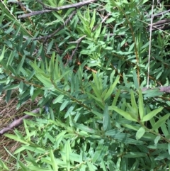 Pimelea sp. at Paddys River, ACT - 3 Oct 2021