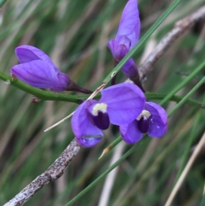 Comesperma volubile at Paddys River, ACT - 3 Oct 2021 11:24 AM