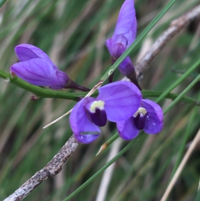 Comesperma volubile (Love Creeper) at Tidbinbilla Nature Reserve - 3 Oct 2021 by Ned_Johnston