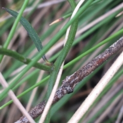 Comesperma volubile at Paddys River, ACT - 3 Oct 2021 11:24 AM