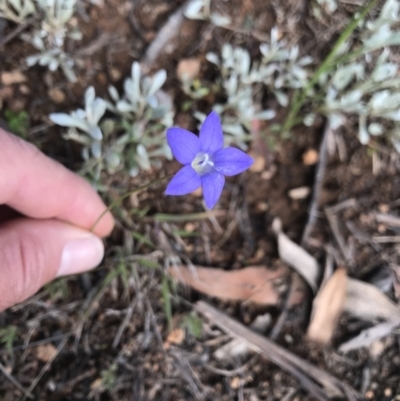 Wahlenbergia sp. (Bluebell) at Curtin, ACT - 3 Oct 2021 by BrianH